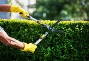 mains gantees de jaune taillant une haie avec un secateur